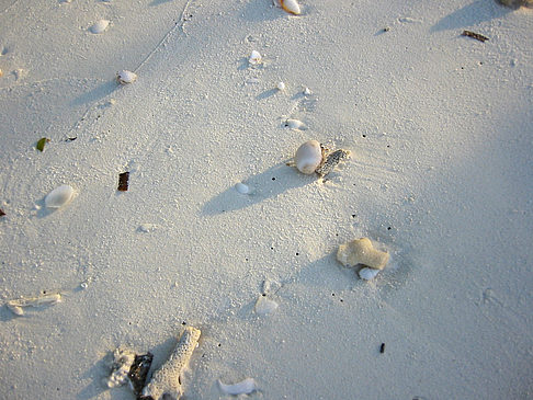 Fotos Muscheln am Strand