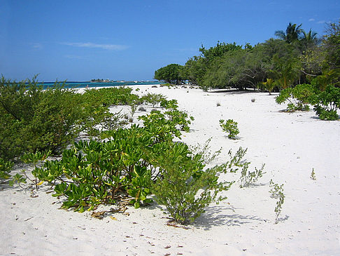 Pflanzen am Strand Foto 