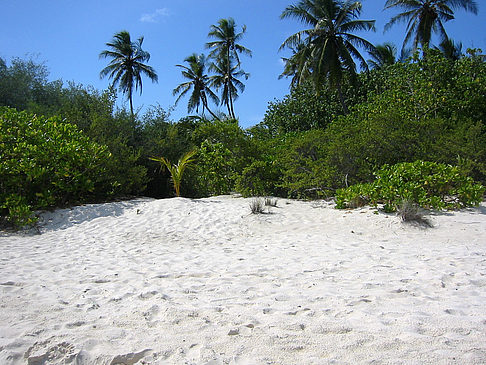 Pflanzen am Strand